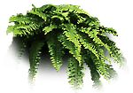 fern