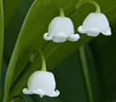 lily of the valley